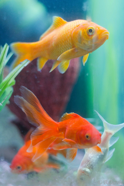 aquarium therapy pets and wellness