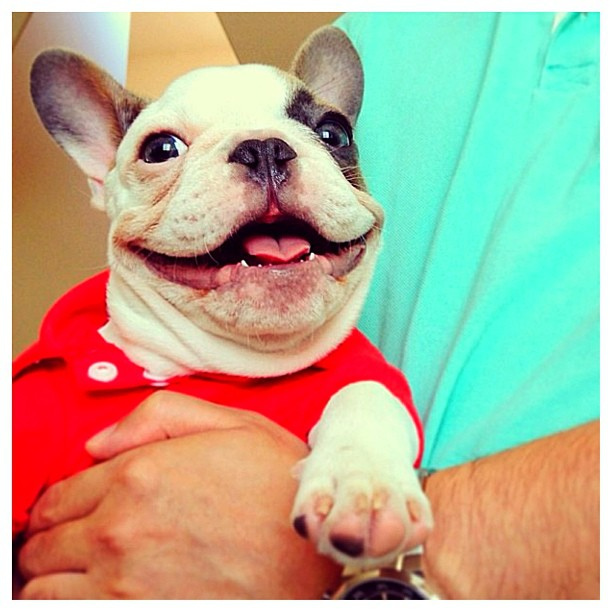 Happy French Bulldog